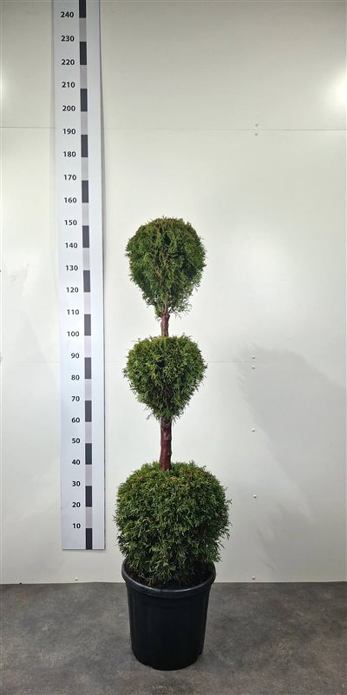 Thuja occ. 'Smaragd' - 120-140 CM TRIOBOL Cont.